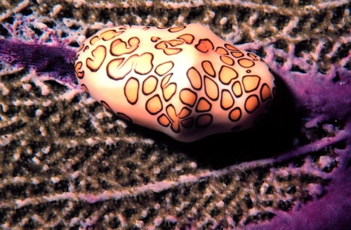 Flamingo Tongue Snail