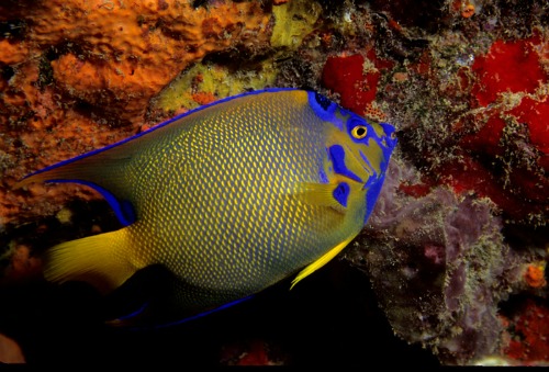 Queen Angelfish Are Seen When Scuba Diving Key Largo