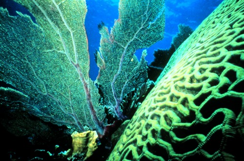 Sea fan and brain coral