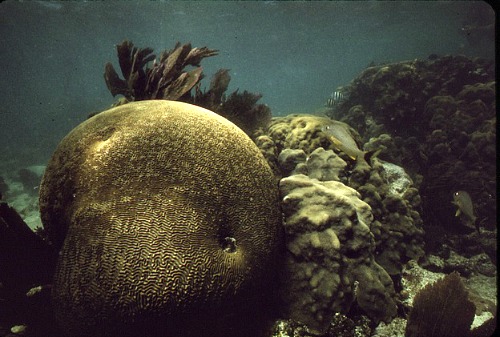 Brain coral at John Pennekamp State Park
