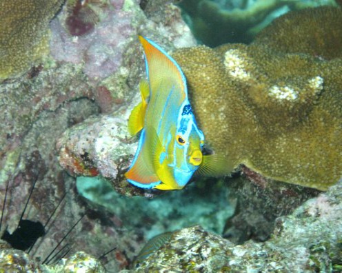 Tropical Queen Angelfish