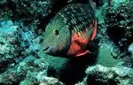Smiling Stoplight parrotfish
