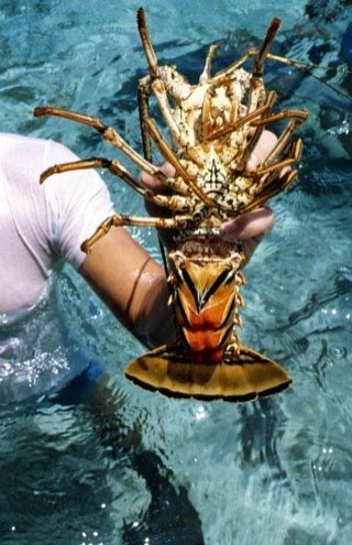 Spiny Lobster With Eggs