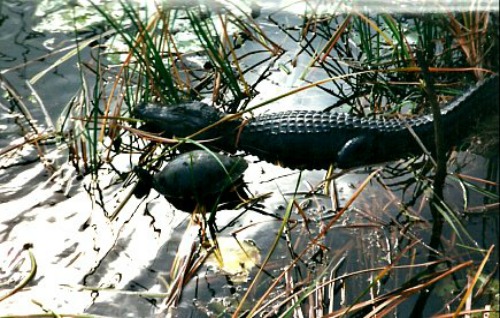 Alligator and Turtle side by side at Everglades