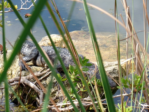 Alligator at Blue Hole At National Key Deer Refuge