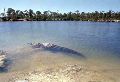 Alligator Swimming in Blue Hole Pond at Big Pine Key