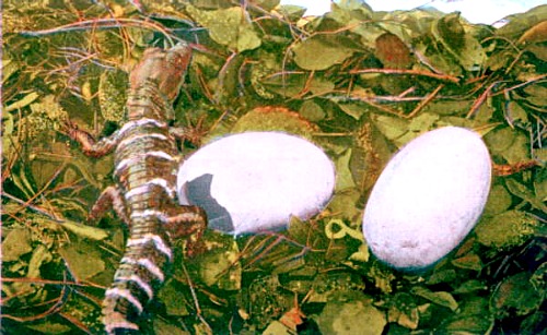 Alligator Nest With Eggs