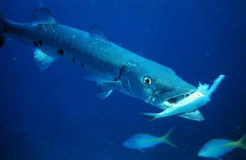 Florida Keys Greater Barracuda Hunting