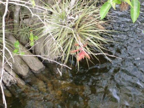 Bromeliad Blooming in a Tree