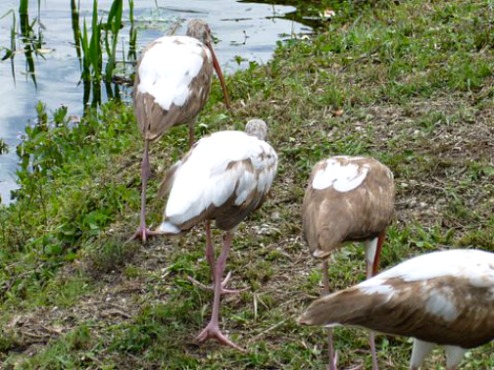 Group of Juvenile Ibis Feeding