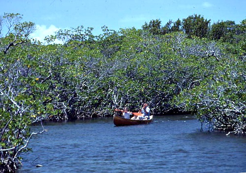 Canoeing Everglades National Park