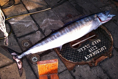 Casting For Ballyhoo Baitfish