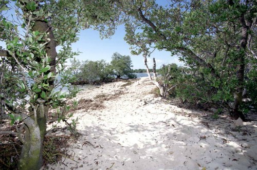 Coco Plum Beach Marathon Florida