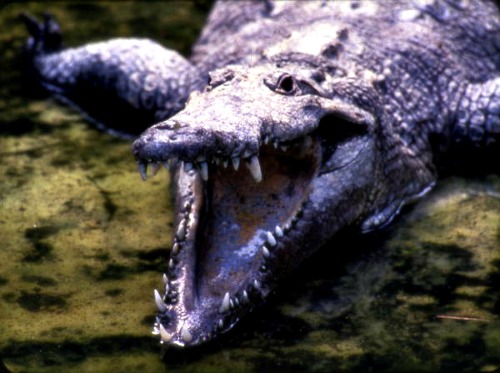 American Crocodile is Prehistoric