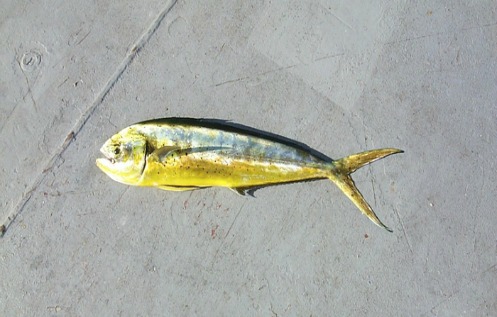Dolphinfish aka dorado aka mahim mahi on dock
