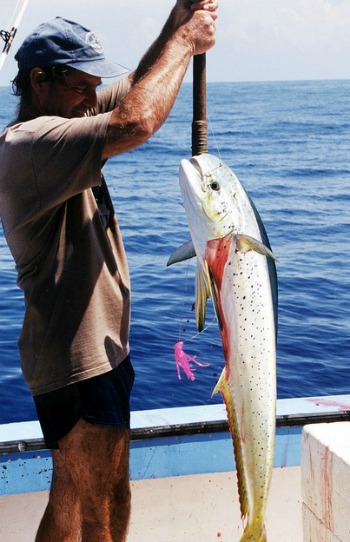 Florida Keys Dolphin Fishing