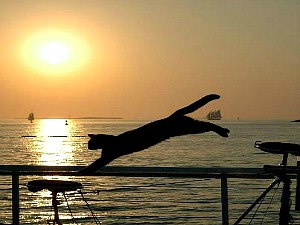 Key West Sunset Celebration Includes Dominique's Famous Performing Cats