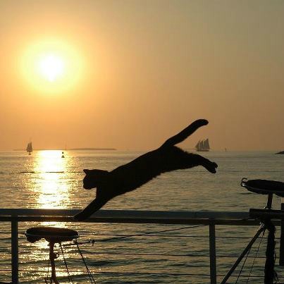 Dominique and his Trained Cats Perform at Sunset Celebration