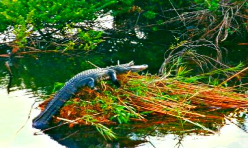 Alligator Sunbathing on a Reed Bed