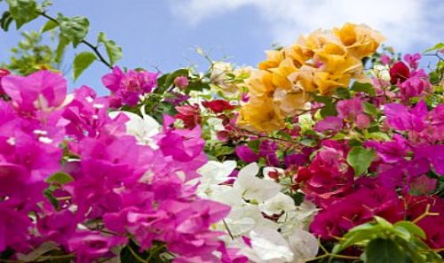 Vibrant Bougainvillea