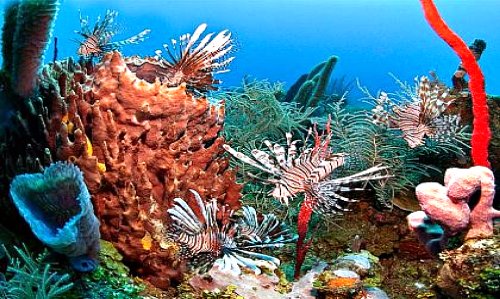 Lionfish and Coral