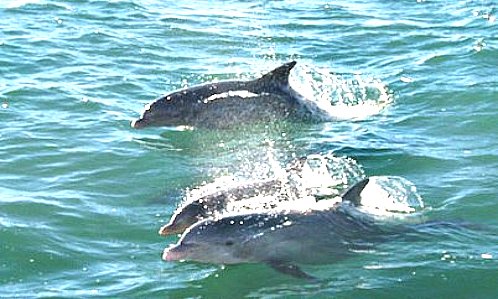 Dolphin Swimming