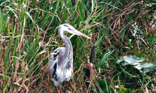 Great Blue Heron