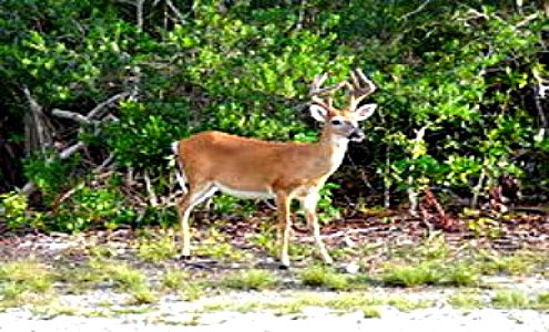 Tiny Key Deer