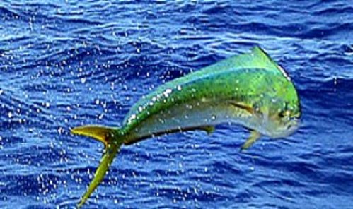 Mahi Mahi Leaping Out of Water