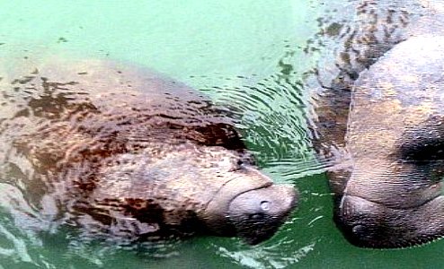 Mama Manatee and Baby Calf