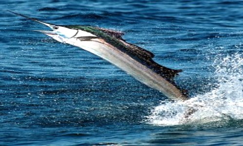 Leaping Sailfish