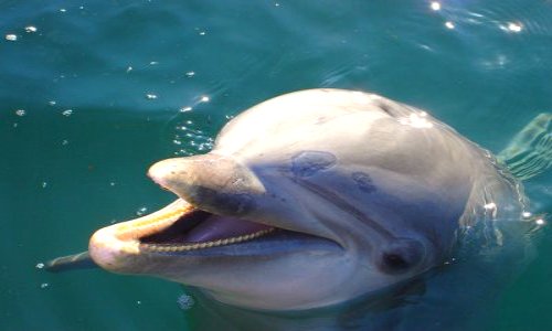 Smiling Dolphin