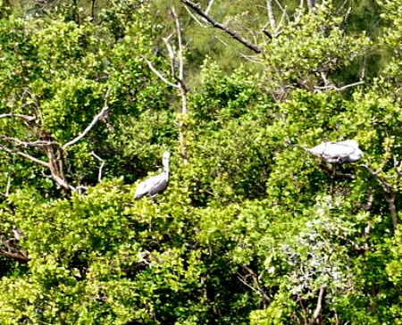 Eco Tour Viewing of Roosting Pelicans in Mangroves