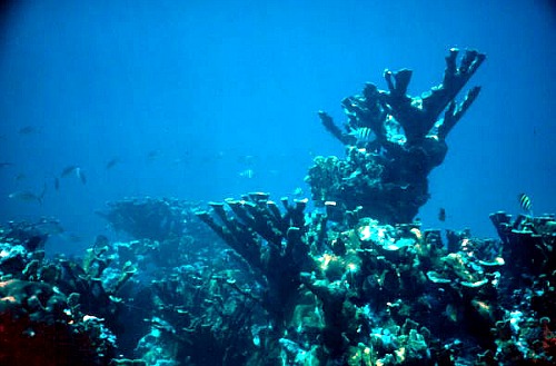 Elkhorn coral is one of the more successful corals for restoration projects