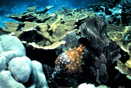 Elkhorn coral and White spotted Filefish