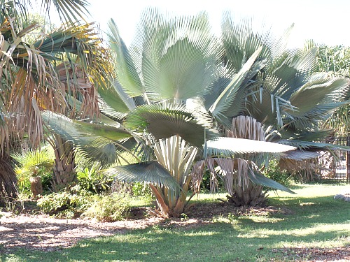 Rare Endangered Cuba Palm At Key West Tropical Forest And Botanical Garden