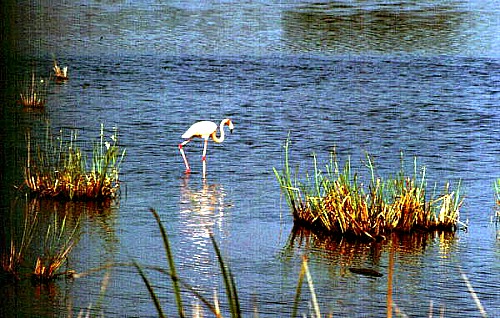 Flamingo wading for food