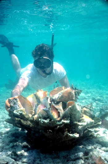 Snorkeling Florida Keys at Eastern Dry Rock and Hunting Conch