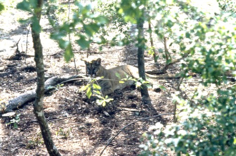 Florida Panther Resting in the Shade