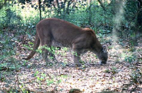 Florida Panther Sniffing the Ground