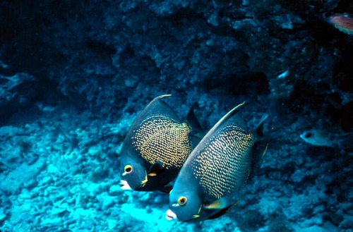 Tropical French Angelfish
