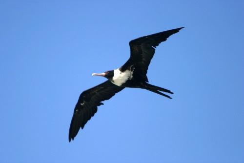 Frigate Bird Circling Over Bait Fish