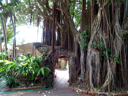 Gate formed out of a banyan tree at West Martello Tower, Key West FL
