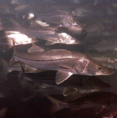 Florida Keys Snook, Florida Sport Fishing Enthusiast Best