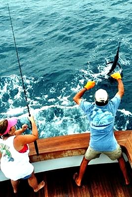 Sailfish being released while Florida Keys offshore fishing