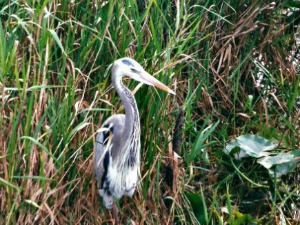 Great Blue Heron Motionless As It Waits for Prey