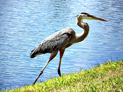 Great Blue Heron