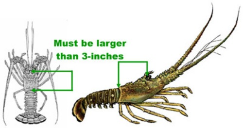 How To Measure Spiny Lobster