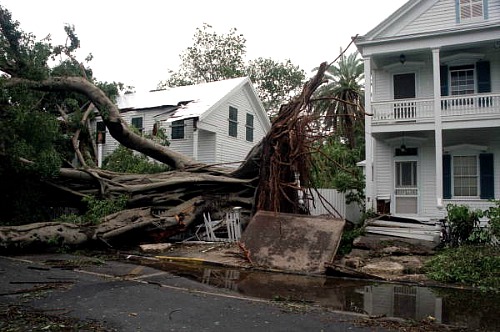 Trees Snap and Split Like Twigs During A Hurricane