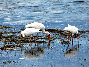 Group of white ibis feeding in swamp